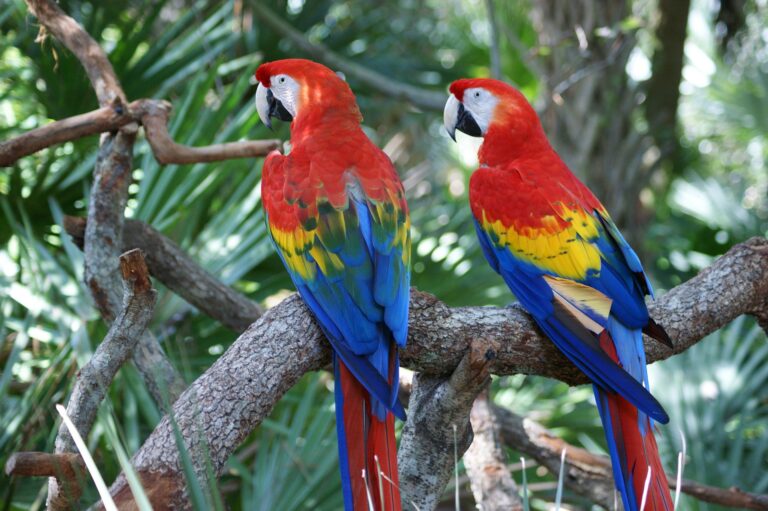 Auf den Spuren der Natur: Costa Rica – Ein Abenteuer für die Seele