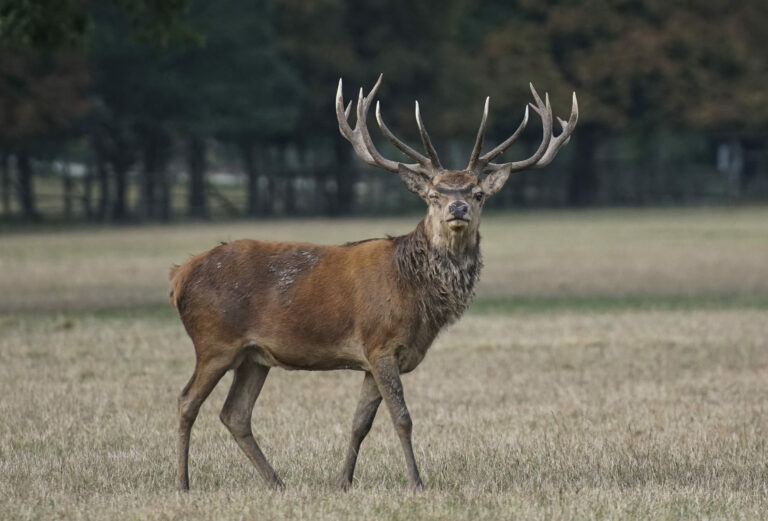 Unfallgefahr bei Wildwechsel: Wo Hirsch und Co. die Straße queren – So passen Sie Ihre Geschwindigkeit richtig an und vermeiden Zusammenstöße in gefährlichen Wald- und Feldabschnitten